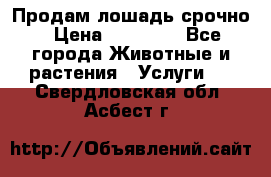 Продам лошадь срочно › Цена ­ 30 000 - Все города Животные и растения » Услуги   . Свердловская обл.,Асбест г.